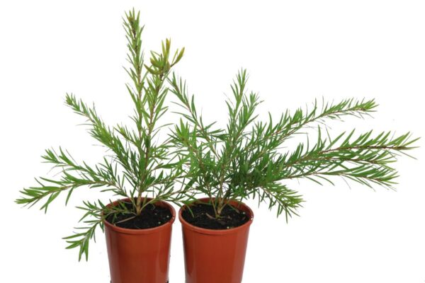 CALLISTEMON DAWSON RIVER WEEPER