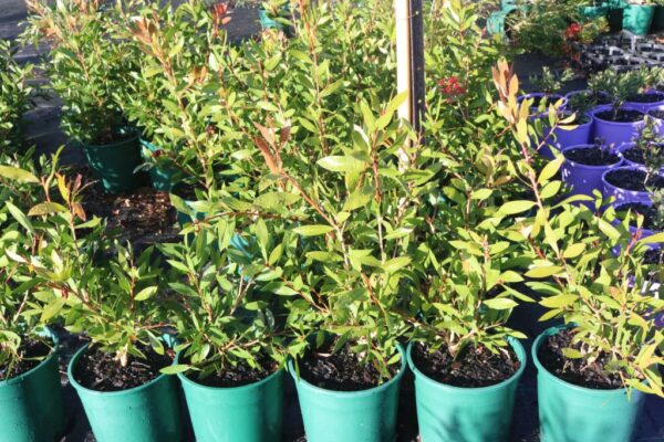CALLISTEMON ENDEAVOUR