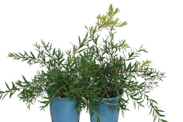 CALLISTEMON FOUR SEASONS