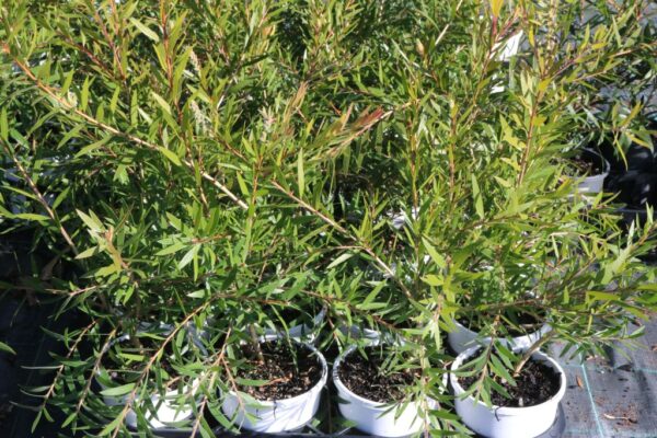 CALLISTEMON FOUR SEASONS
