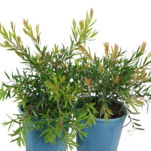 CALLISTEMON FOUR SEASONS