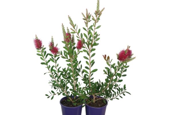 CALLISTEMON HOT PINK