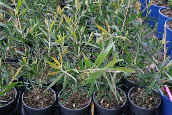 CALLISTEMON KINGS PARK SPECIAL
