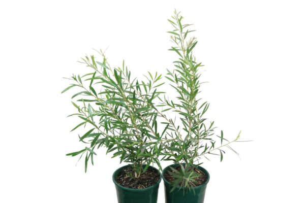 CALLISTEMON KINGS PARK SPECIAL
