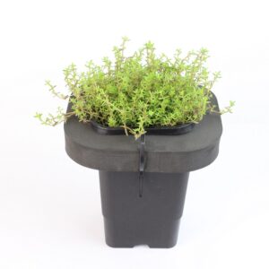 CALLITRICHE PALUSTRIS