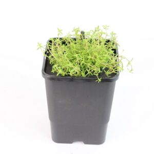 CALLITRICHE PALUSTRIS - mini floater