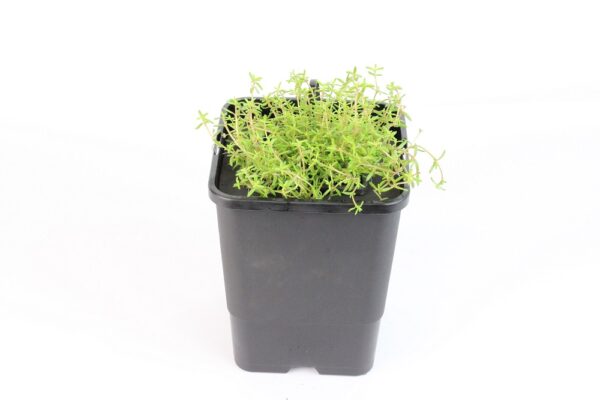 CALLITRICHE PALUSTRIS - mini floater