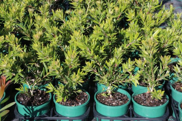 CALLISTEMON MACARTHUR TM LC01