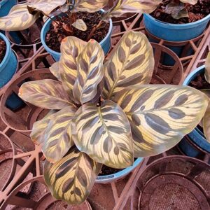 CALATHEA MAKOYANA