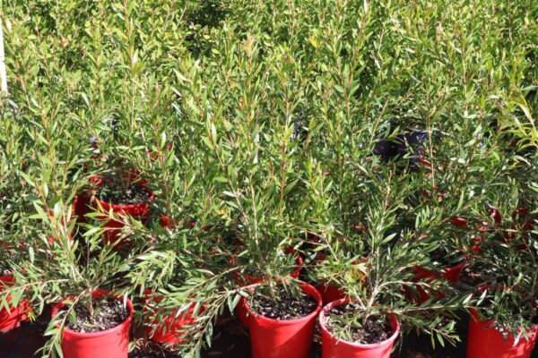 CALLISTEMON MARY MACKILLOP