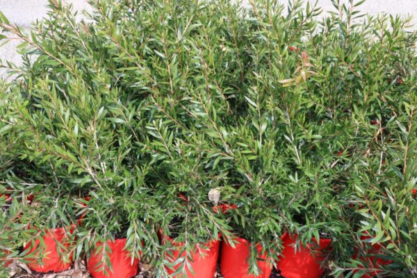 CALLISTEMON MARY MACKILLOP