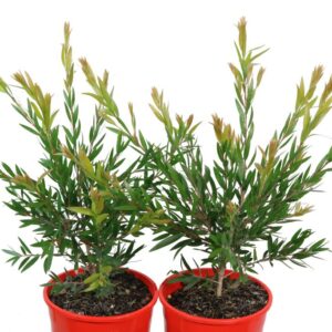 CALLISTEMON MARY MACKILLOP