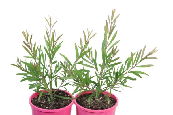 CALLISTEMON PINK CHAMPAGNE