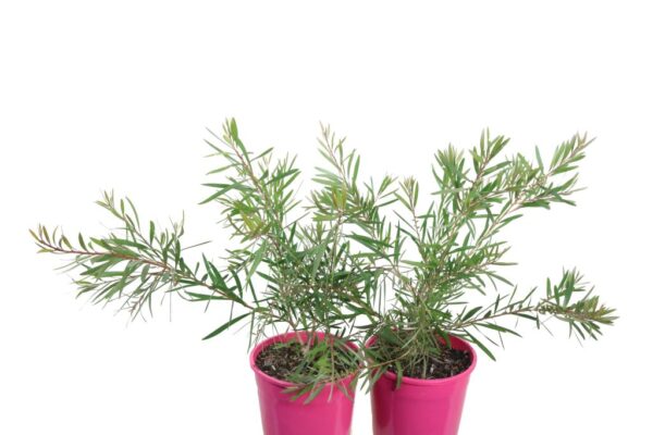 CALLISTEMON PINK CHAMPAGNE
