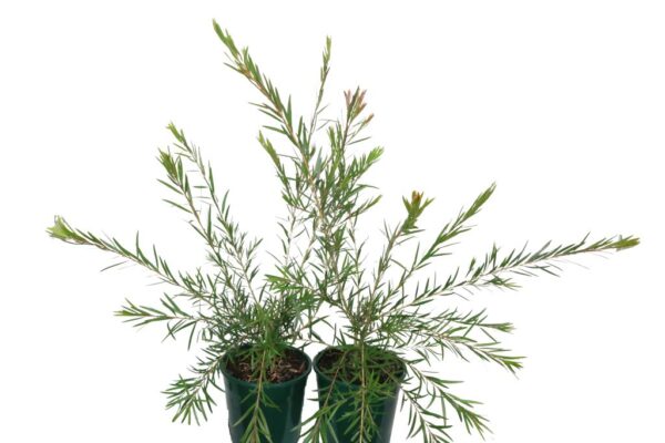 CALLISTEMON VIMINALIS PROLIFIC