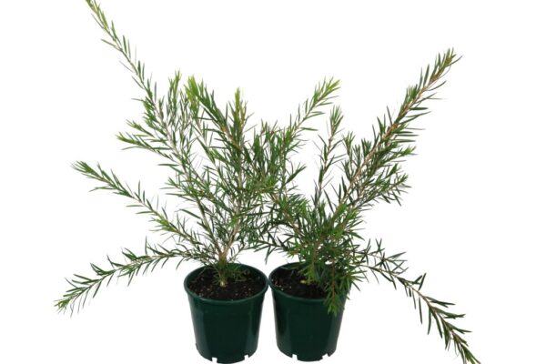 CALLISTEMON VIMINALIS PROLIFIC