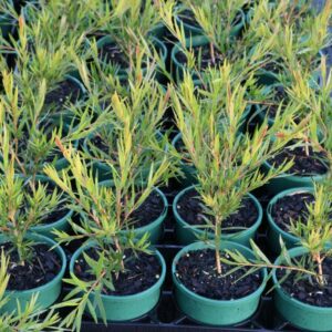 CALLISTEMON VIMINALIS PROLIFIC