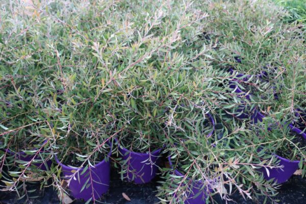 CALLISTEMON PURPLE SPLENDOUR