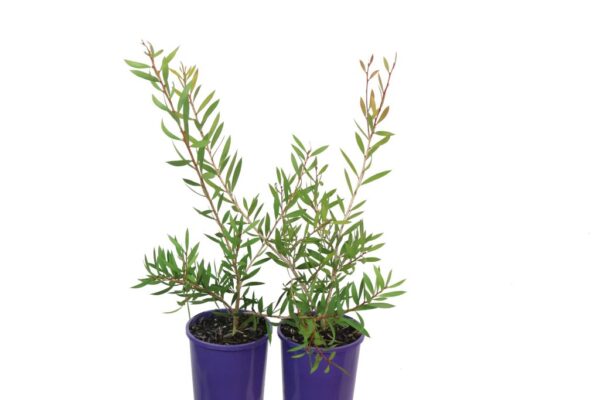 CALLISTEMON PURPLE SPLENDOUR
