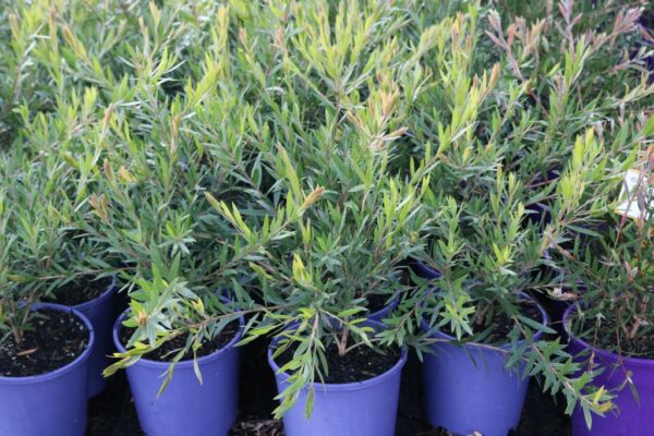 CALLISTEMON VIMINALIS SLIM CV01