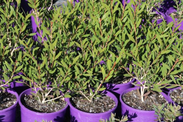 CALLISTEMON WESTERN GLORY