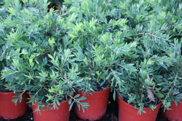CALLISTEMON WHITE ANZAC
