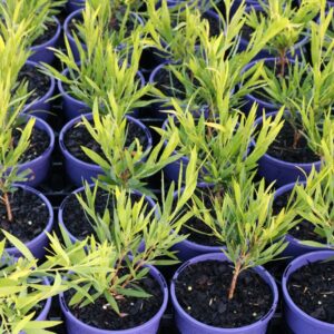 CALLISTEMON VIMINALIS WILDERNESS WHITE