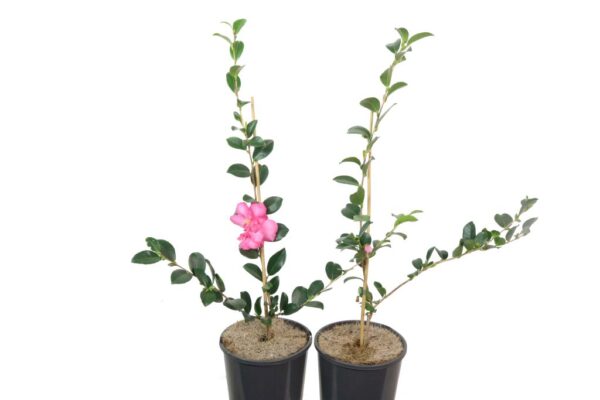 Camellia Sparkling Burgundy
