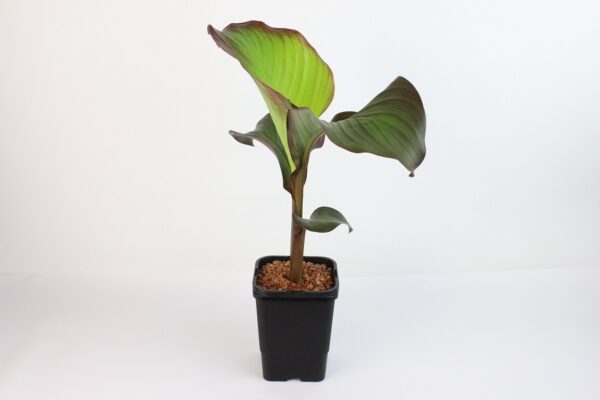 CANNA EDULIS