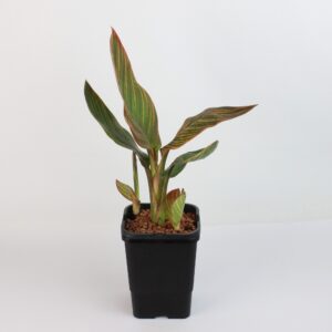 CANNA GENERALIS DWARF TRICOLOUR