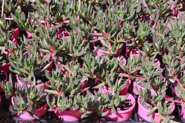 CARPOBROTUS GLA. AUSSIE RAMBLER