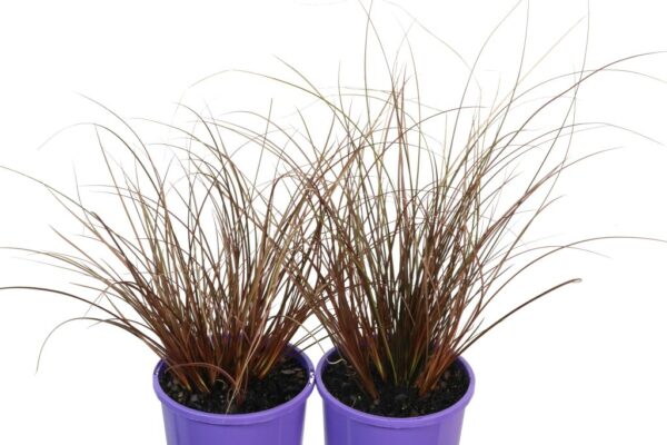 CAREX DUSKY FOUNTAIN