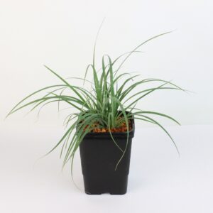 CAREX FLACCA DWARF