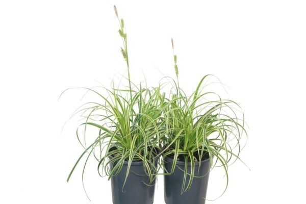 CAREX FEATHER FALLS