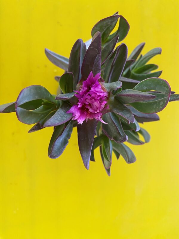 CARPOBROTUS VIRESCENS