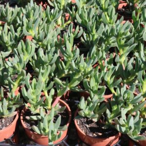 CARPOBROTUS VIRESCENS