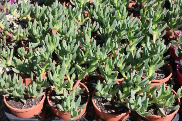 CARPOBROTUS VIRESCENS