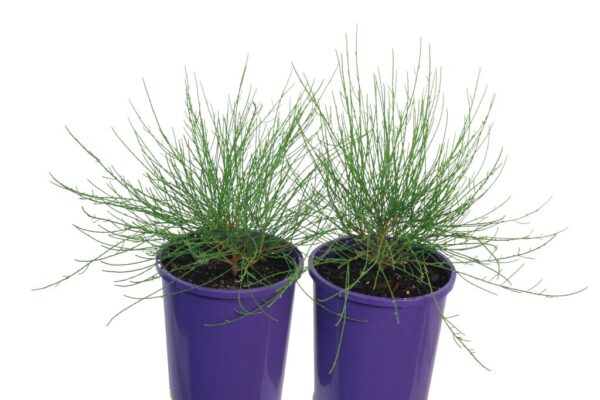 CASUARINA GREEN WAVE