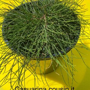 CASUARINA COUSIN IT