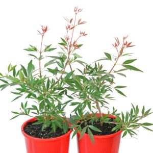 CERATOPETALUM ALBERYS RED