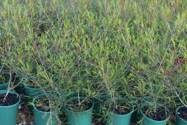 CHAMELAUCIUM BURGUNDY BLUSH