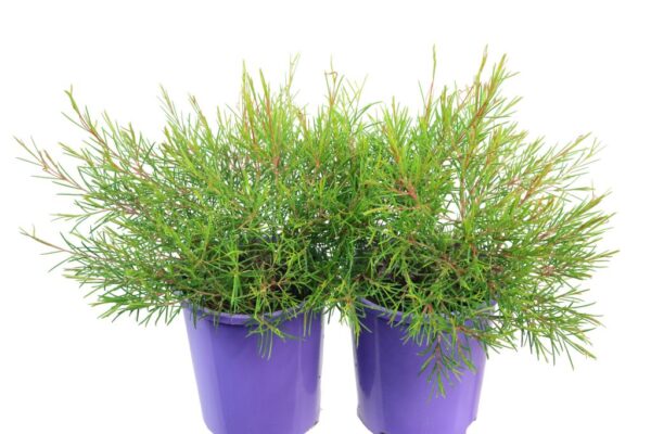 CHAMELAUCIUM CHA CHA