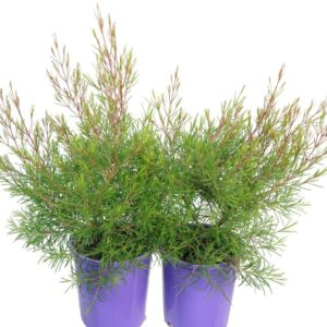 CHAMELAUCIUM CHA CHA