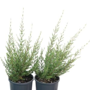 CHAMELAUCIUM CILIATUM