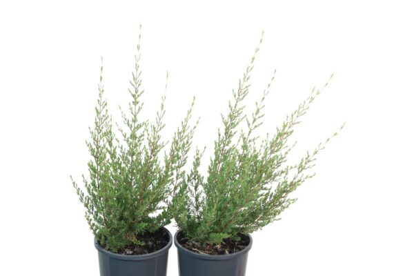 CHAMELAUCIUM CILIATUM