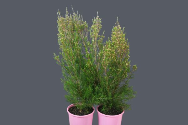 Chamelaucium Cluster Pink