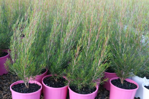 Chamelaucium Cluster Pink