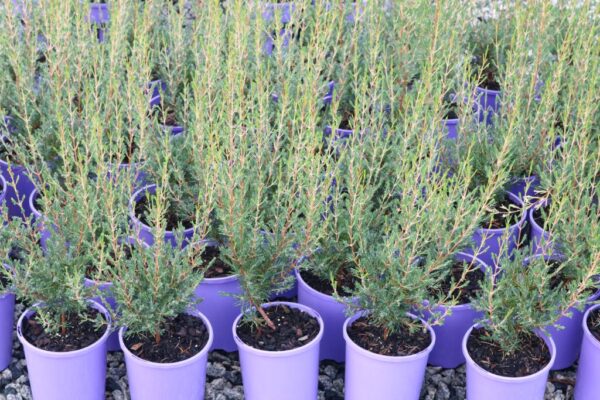 CHAMELAUCIUM x VERTICORDIA ERIC JOHN
