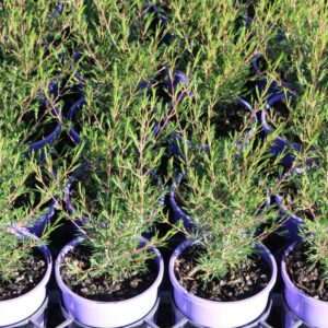 CHAMELAUCIUM x VERTICORDIA ERIC JOHN