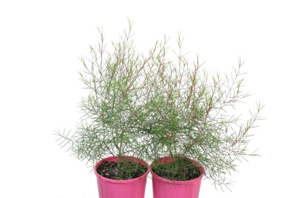 Chamelaucium Free Spirit
